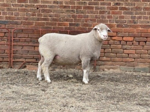 1X RAM BS190055 HAGELAND ILE DE FRANCE PTY LTD