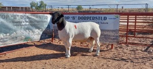 1X DORPER RAM - STOET/STUD