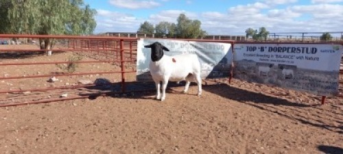1X DORPER RAM - STOET/STUD