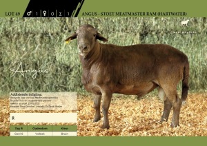 Angus - Stoet Meatmaster Ram (Hartwater)