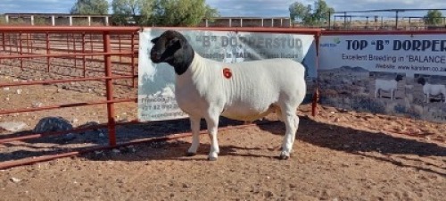 1X DORPER RAM - STOET/STUD