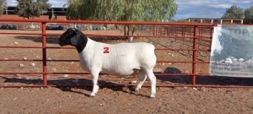 1X DORPER RAM - KUDDE/FLOCK