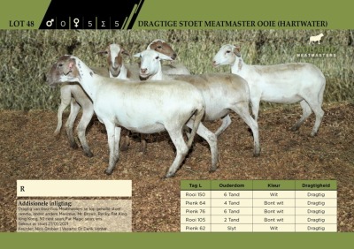 4 x Dragtige Stoet Meatmaster Ooie (Hartwater)