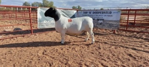 1X DORPER RAM - KUDDE/FLOCK