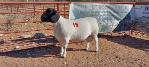 1X DORPER RAM - STOET/STUD