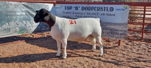 1X DORPER RAM - STOET/STUD