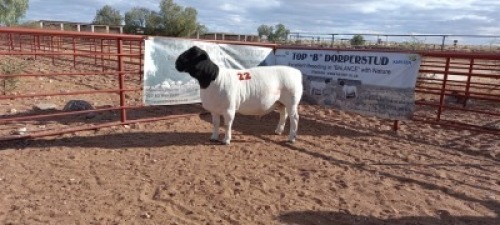 1X DORPER RAM - KUDDE/FLOCK