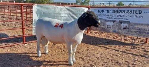 1X DORPER RAM - STOET/STUD