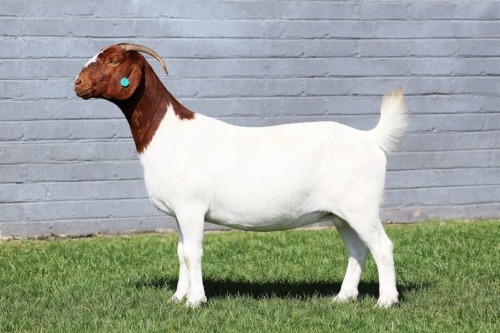 1 X BOER GOAT STUD DOE MAIZE VALLY FARMS