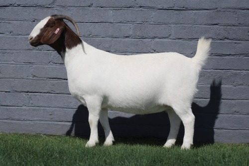 1 X BOER GOAT STUD DOE MAIZE VALLY FARMS