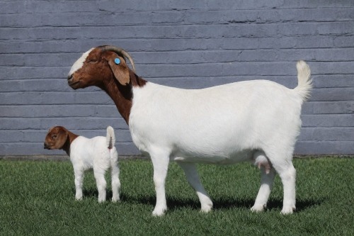 1 X BOER GOAT STUD DOE MAIZE VALLY FARMS