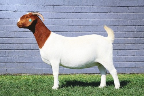1 X BOER GOAT STUD DOE MAIZE VALLY FARMS