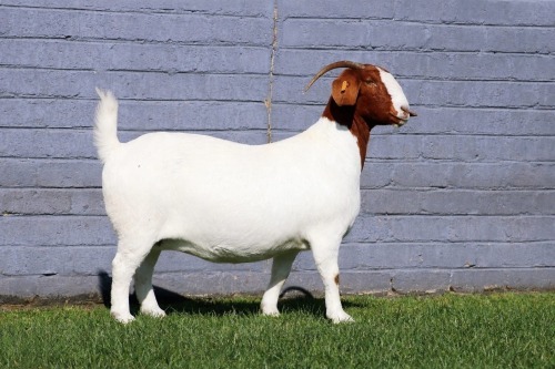 1 X BOER GOAT STUD DOE MAIZE VALLY FARMS