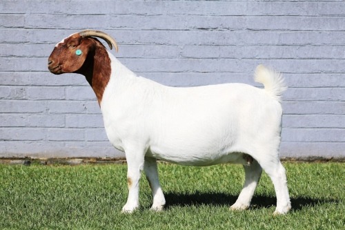 1 X BOER GOAT STUD DOE MAIZE VALLY FARMS
