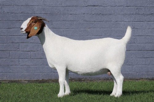 1 X BOER GOAT STUD DOE MAIZE VALLY FARMS