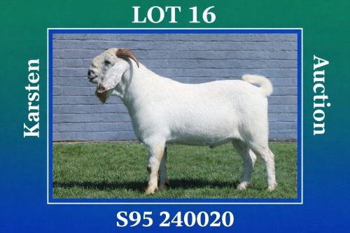 1 X SAVANNA BUCK MAIZE VALLY FARMS