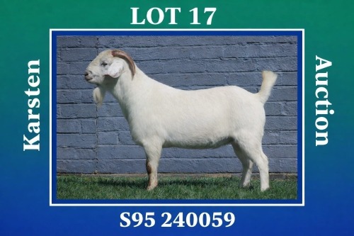1 X SAVANNA BUCK MAIZE VALLY FARMS