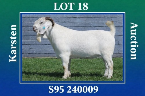 1 X SAVANNA BUCK MAIZE VALLY FARMS