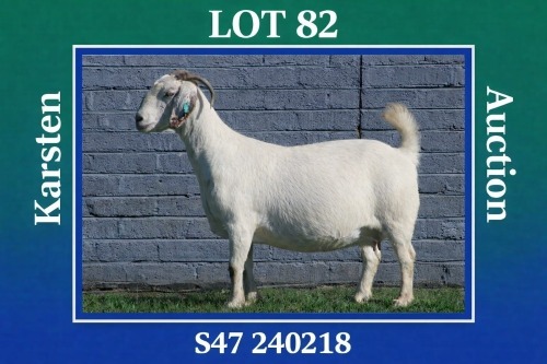 1 X SAVANNA DOE MAIZE VALLY FARMS