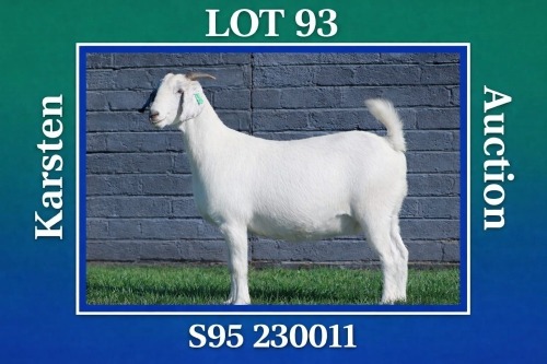 1 X SAVANNA DOE MAIZE VALLY FARMS