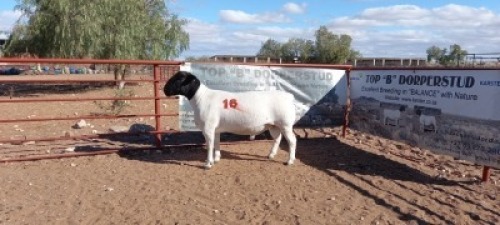 1X DORPER RAM - STOET/STUD