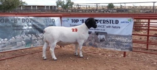 1X DORPER RAM - KUDDE/FLOCK