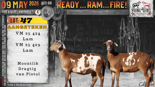 1 X MEATMASTER RECORDED PREGNANT EWE Vrede Meatmasters