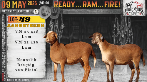 1 X MEATMASTER RECORDED EWE Vrede Meatmasters