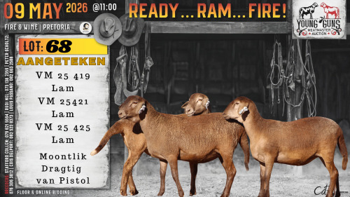 1 X MEATMASTER RECORDED PREGNANT EWE Vrede Meatmasters