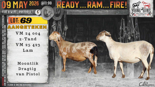 1 X MEATMASTER RECORDED PREGNANT EWE Vrede Meatmasters