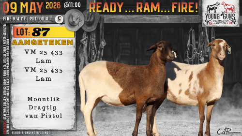 1 X MEATMASTER RECORDED EWE Vrede Meatmasters