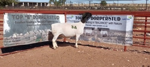 1X DORPER OOI/EWE - T5