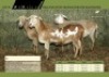 3 x Dragtige Stoet Meatmaster Ooie (Hartwater)