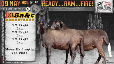 1 X MEATMASTER RECORDED PREGNANT EWE Vrede Meatmasters