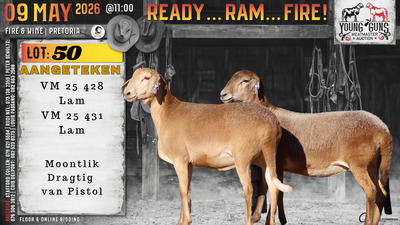 1 X MEATMASTER RECORDED PREGNANT EWE Vrede Meatmasters