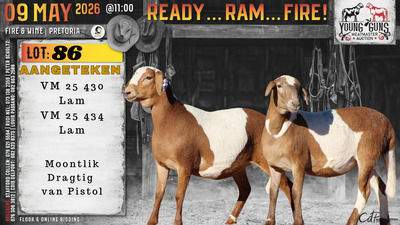 1 X MEATMASTER RECORDED PREGNANT EWE Vrede Meatmasters