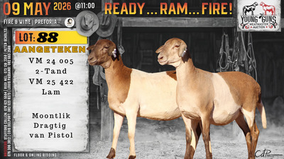 1 X MEATMASTER RECORDED PREGNANT EWE Vrede Meatmasters