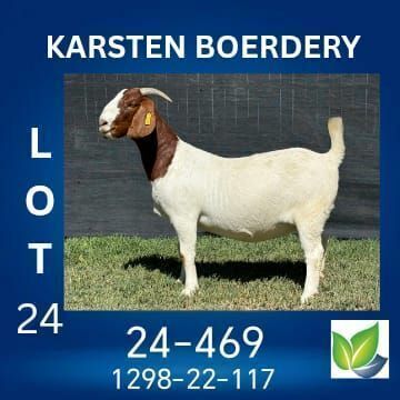 1 X BOER GOAT FLOCK ON TEAT DOE KARSTEN BOERDERY
