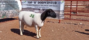 1X DORPER OOI/EWE - T5