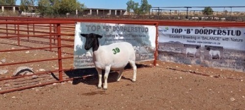 1X DORPER OOI/EWE - T5
