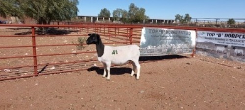 1X DORPER OOI/EWE - T5