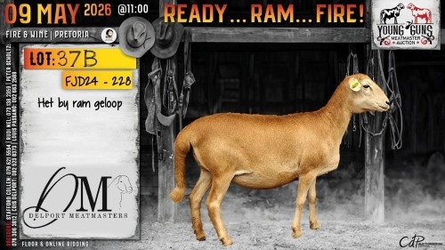 1 X MEATMASTER RECORDED PREGNANT EWE Delport Meatmasters