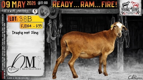 WITHDRAWN - 1 X MEATMASTER RECORDED PREGNANT EWE Delport Meatmasters