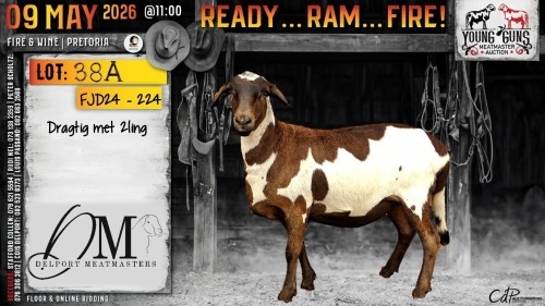 1 X MEATMASTER RECORDED PREGNANT EWE Delport Meatmasters