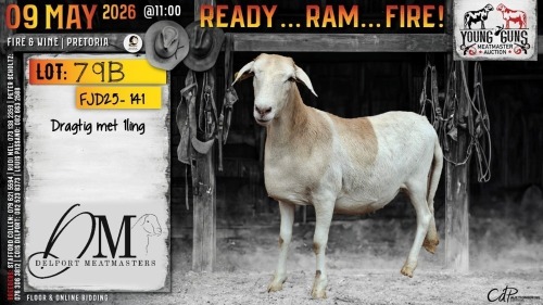 1 X MEATMASTER RECORDED PREGNANT EWE Delport Meatmasters