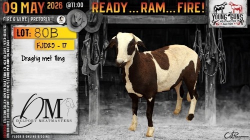1 X MEATMASTER RECORDED PREGNANT EWE Delport Meatmasters
