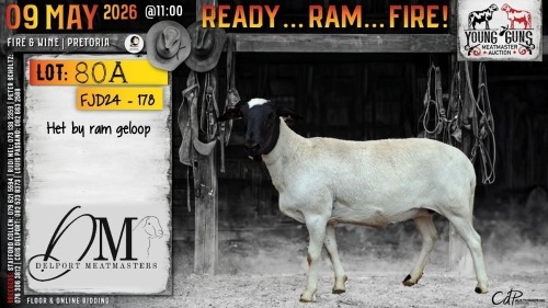 1 X MEATMASTER RECORDED EWE Delport Meatmasters