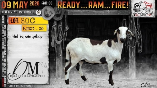 1 X MEATMASTER RECORDED PREGNANT EWE Delport Meatmasters