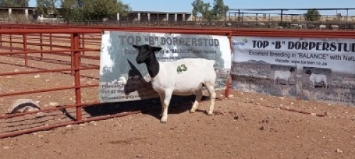 1X DORPER OOI/EWE - T5