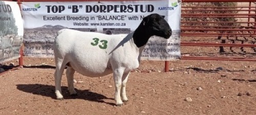 1X DORPER OOI/EWE - T5